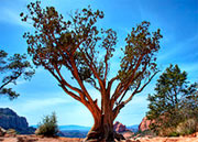 Sedona tree